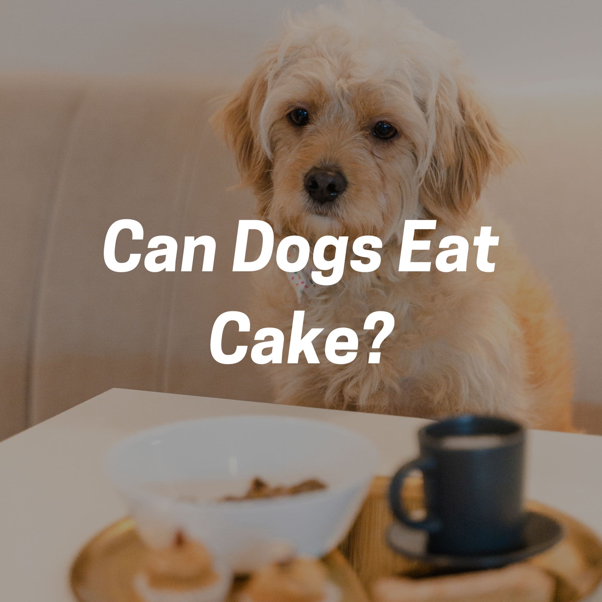 Can Dogs Eat Cake? How to Find the Right Treats for Your Pooch